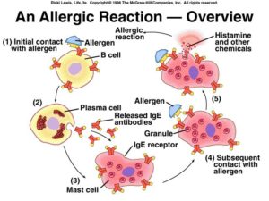 allergicresponse1