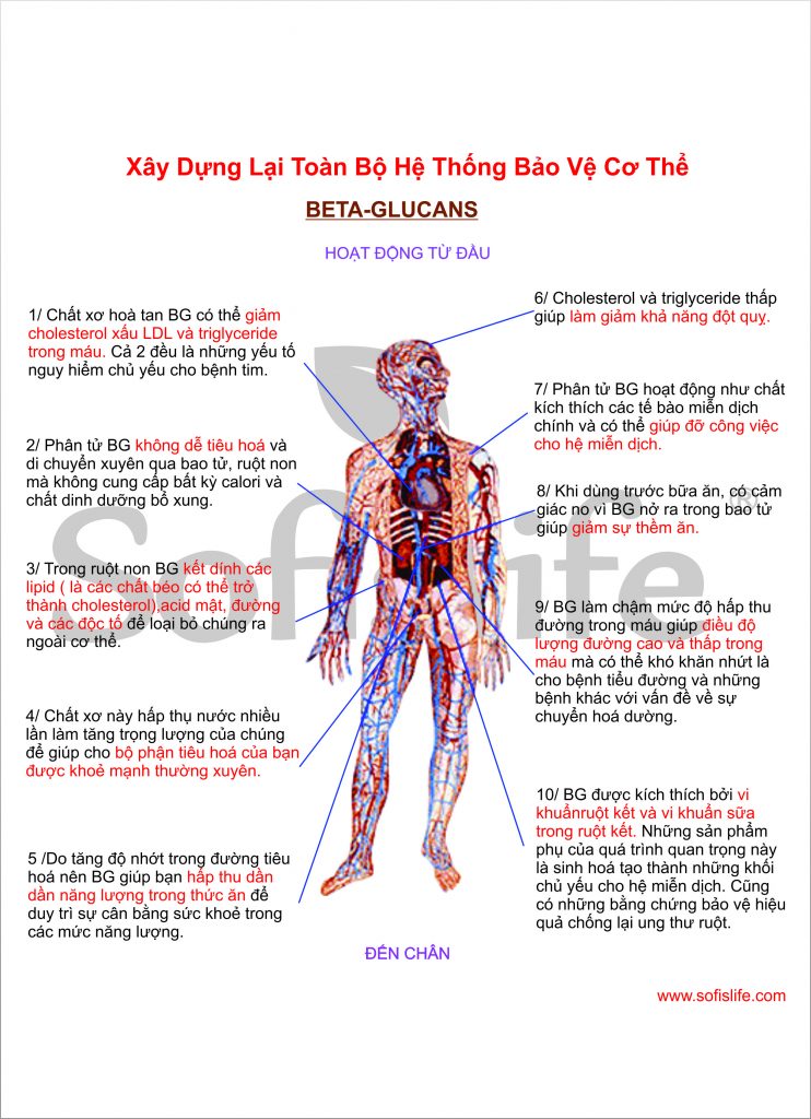 beta glucan va co the 2