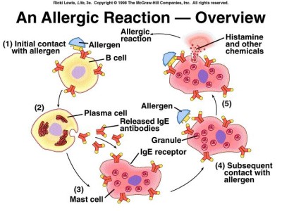 Beta-glucan Vs. Allergies - Sofislife Corporation